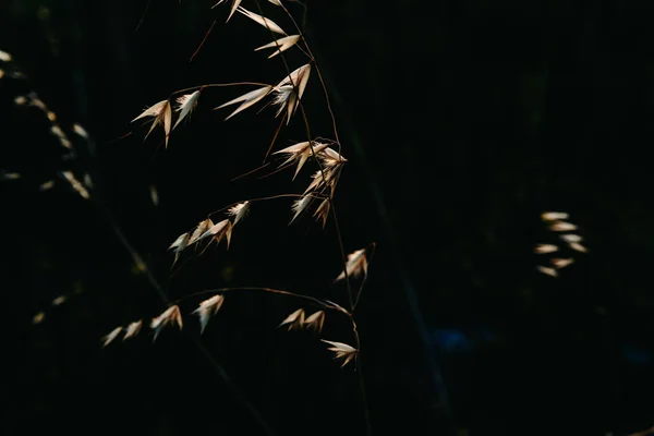 Güneş tarafından aydınlatılan doğada kurutulmuş bitkilerin arka plan — Stok fotoğraf