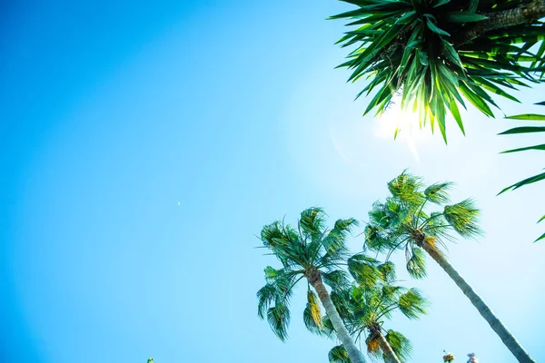 Az egy napsütéses nap alatt megtekintett trópusi pálmafák háttere, — Stock Fotó