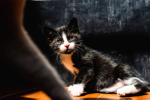 Having pet kittens requires a responsibility to take care of the — Stock Photo, Image