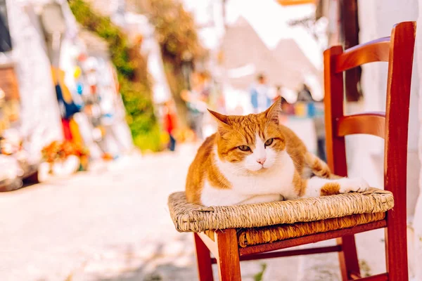 Gato gordita naranja sentado en una silla de madera en la puerta de un tra — Foto de Stock