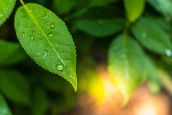 Естественный фон со свежими зелеными листьями по каплям росы у Су — стоковое фото