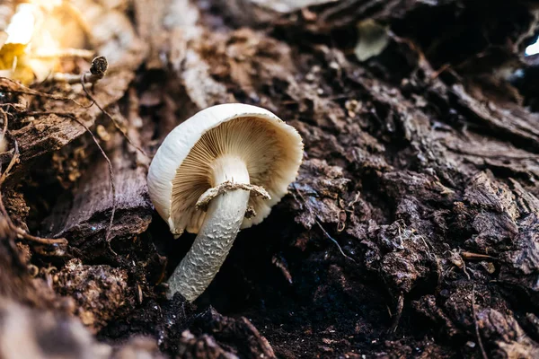 Mushroom growing on a tree trunk during the fall. — Stock Photo, Image