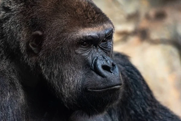 Portrait of a powerful gorilla with expressive eyes. — Stock Photo, Image