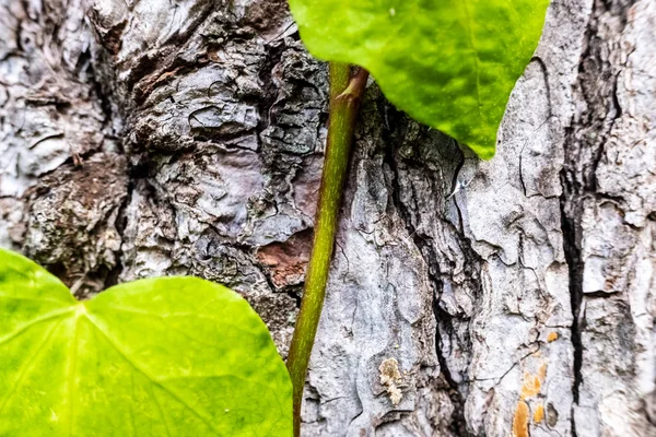 Een nieuwe plant groeit op de schors van een boom, een natuurlijke achtergrond van — Stockfoto