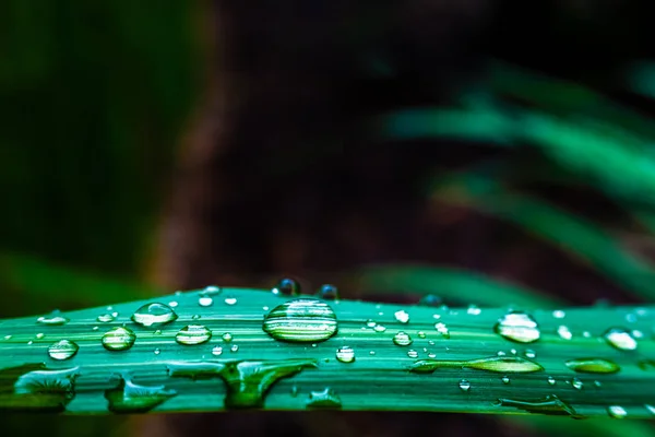 Мбаппе и крупным планом капли дождя на зеленых листьях, текстура и — стоковое фото