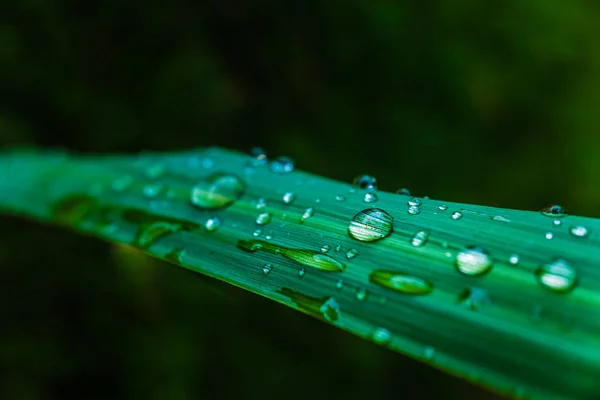 Листья увлажнены дождевыми каплями в саду утром, назад — стоковое фото
