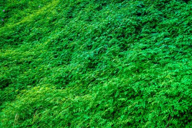 Taze yeşil yaprakların yapraklı arka planı.