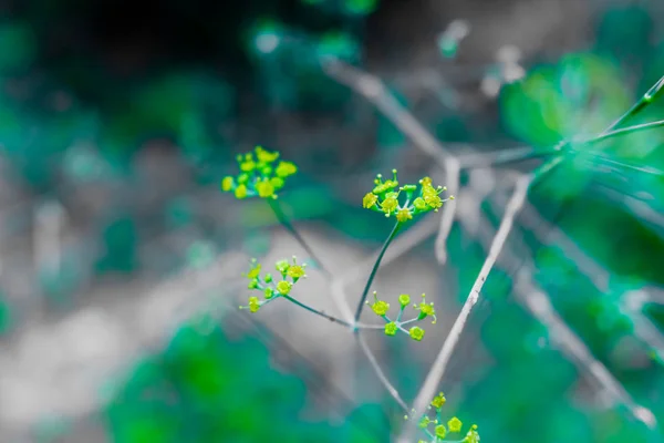 Detail van de gele bloemen van de geneeskrachtige plant van venkel, w — Stockfoto