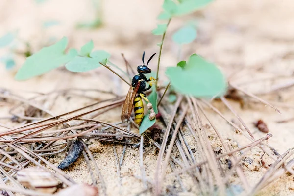 Makro vosy kráčející po písku. — Stock fotografie