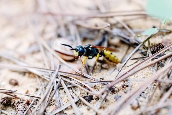 Makro seekor tawon berjalan di atas pasir . — Stok Foto
