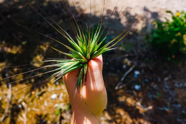 Дитяча Рука Полі Тримає Пучок Природних Пшеничних Вух — стокове фото