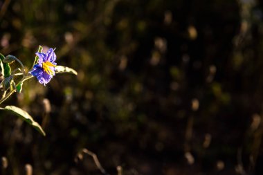Kurak yaz mevsiminde, güneşin arkadan aydınlattığı çiçekler..