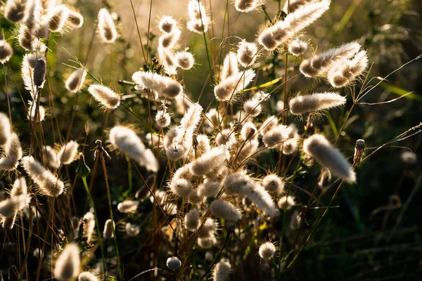 Flores Secas Campo Iluminadas Por Sol Intenso Verão — Fotografia de Stock