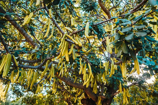 Green Fruits Carob Tree Maturing Sun — Stock Photo, Image