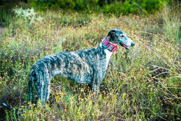 Karcsú Kutya Spanyol Agár Gallicus Canis Fűre Állva — Stock Fotó