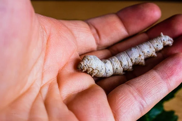 Bombyx Mori Baco Seta Sul Palmo Della Mano Una Persona — Foto Stock