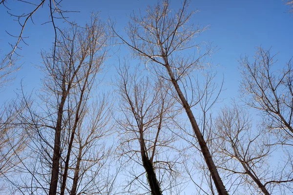 Φυσικό Φόντο Σιλουέτες Δέντρων Χωρίς Φύλλα Χειμώνα Γαλάζιο Ουρανό — Φωτογραφία Αρχείου