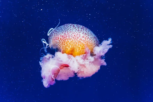 Prachtige Kleurrijke Levende Kwallen Drijvend Zee — Stockfoto