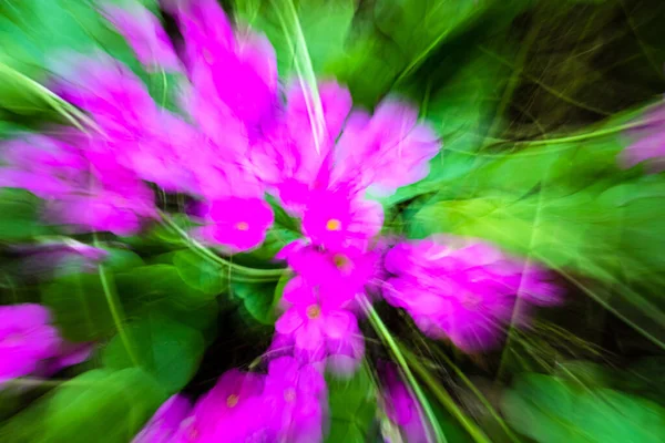 Ongefocust Beeld Met Beweging Van Intense Gekleurde Bloemen Voor Het — Stockfoto