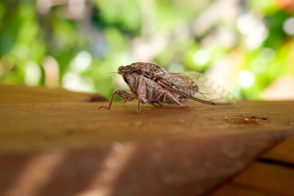 Detalle Una Cigarra Mediterránea Cicadidae Con Fondo Desenfocado — Foto de Stock