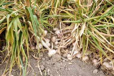 Çoktan hasat edilmiş, taze ve yemeye hazır bir sarımsak ekimi..