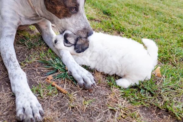 Μαλτέζικα Bichon Κουτάβι Παίζει Δάγκωμα Πόδι Ενός Μεγάλου Σκύλου — Φωτογραφία Αρχείου