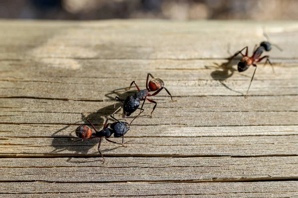 Makro Dari Beberapa Semut Ratu Mencari Pasangan Untuk Membuat Sarang — Stok Foto