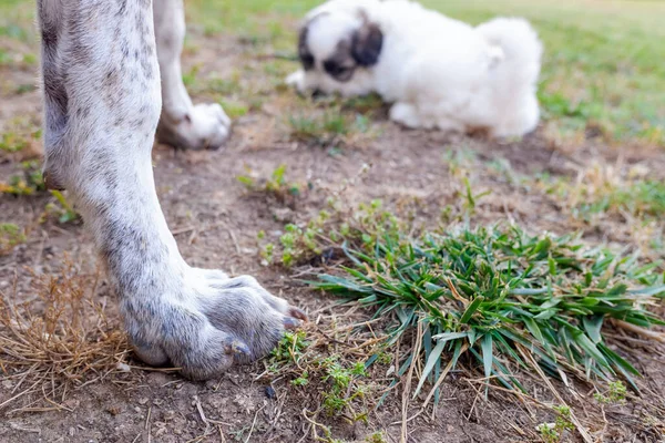 犬の足は前景に焦点を当て 子犬は背景に焦点を当てて遊んでいます — ストック写真