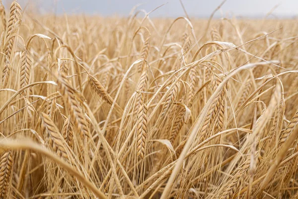 Détail Des Épis Secs Blé Dans Une Plantation Méditerranéenne — Photo