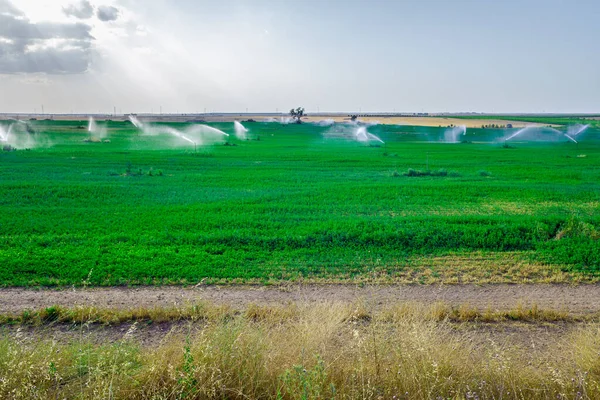 Champs Céréales Arrosés Par Des Gicleurs Dans Une Zone Pluviale — Photo