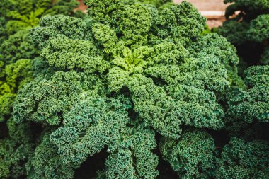 Meyve bahçesindeki çalı fidanları, vitamin ve sağlıklı liflerle dolu modern yiyecekler..