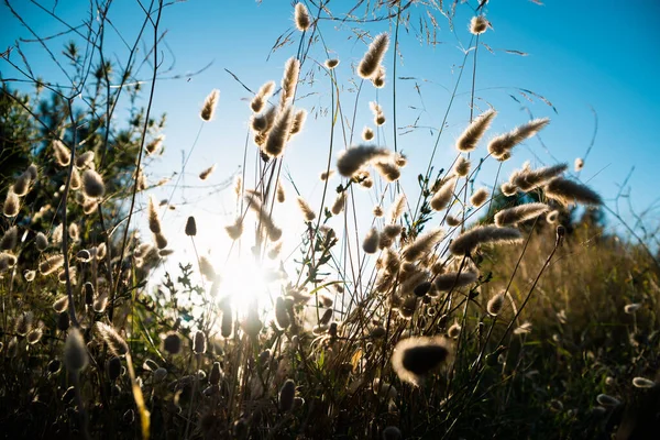 Tarlada Kurumuş Çiçekler Yazın Yoğun Bir Güneşle Aydınlanır — Stok fotoğraf
