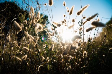 Tarlada kurumuş çiçekler Yazın yoğun bir güneşle aydınlanır.