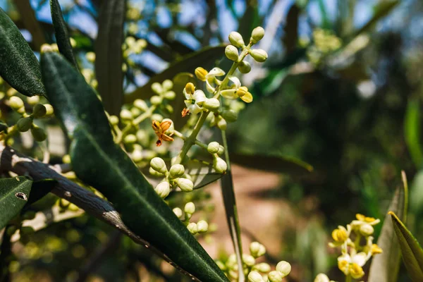 Olive Tree Pollen Highly Allergic People Respiratory Problems Allergies — Stock Photo, Image