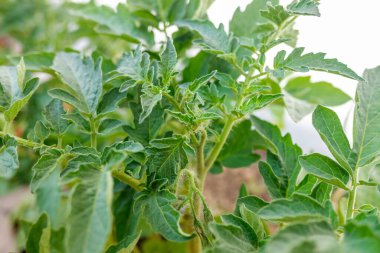 Domates bitkisinin yeşil filizleri.