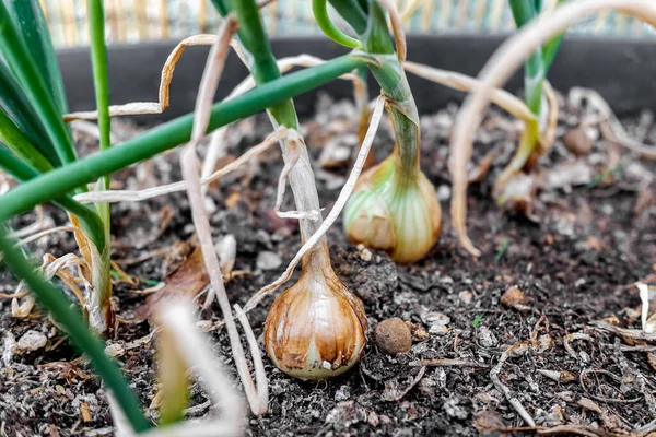 Los Bulbos Cebolla Crecen Jardín Casero — Foto de Stock