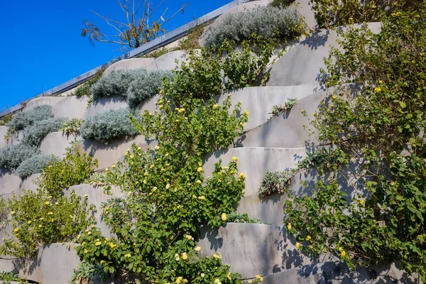 Valencia 'da iklim değişikliğine karşı savaşmak için Akdeniz şehrinde dikey bahçe.