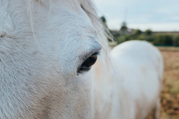 Primo Piano Occhio Cavallo Bianco Che Guarda Attentamente Telecamera — Foto Stock