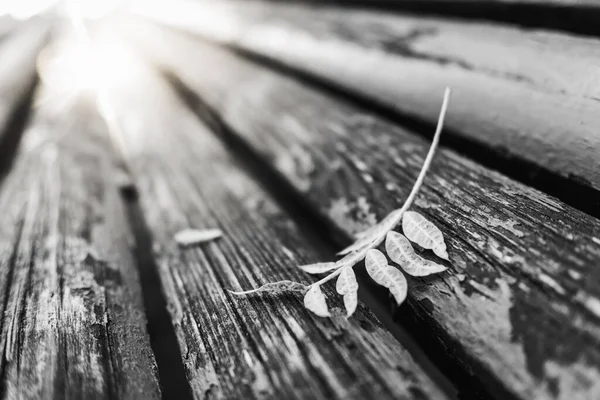 Zwart Wit Beeld Van Een Gevallen Blad Planken Van Een — Stockfoto