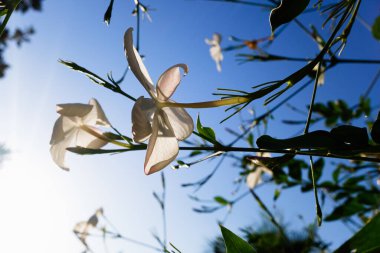 Yasemin ağacının beyaz çiçeği Jasminum, yaz gecelerinde güzel bir koku yayar..
