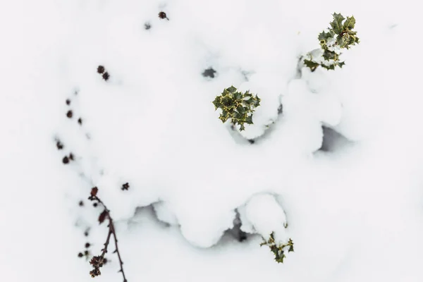 Естественные Детали Белого Снежного Фона Лесу — стоковое фото