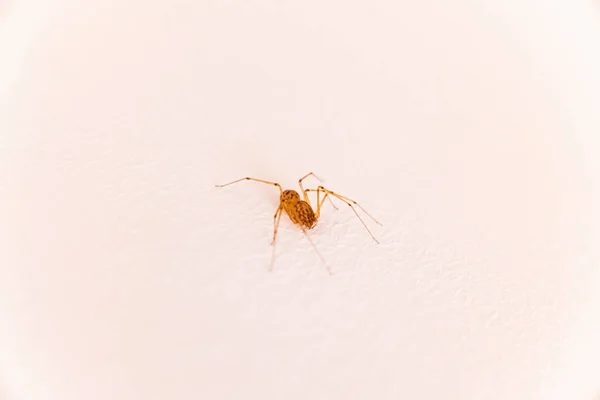 Malý Pavouček Uvnitř Domu Izolovaný Bílé Stěně — Stock fotografie
