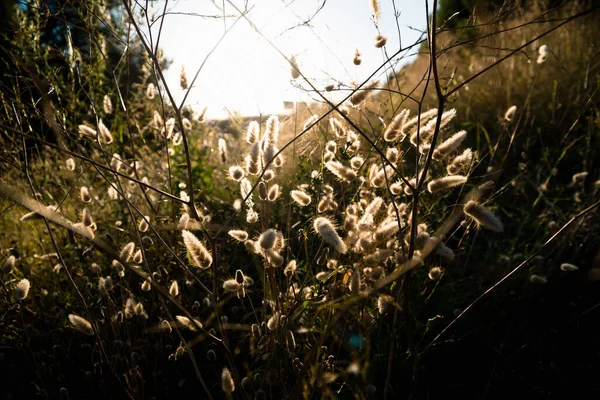 Flower Backlit Sun Dry Summer Time — Stock Photo, Image