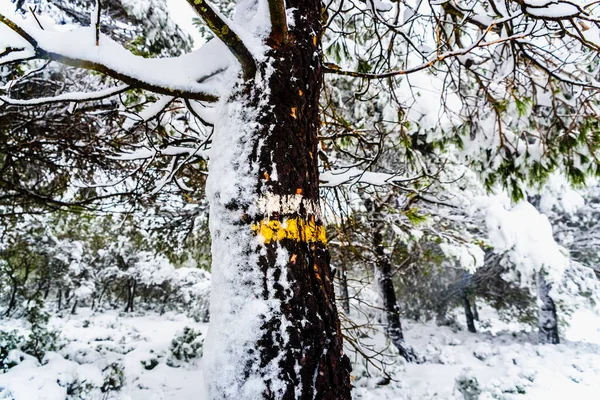 Mark painted on a tree on a small path for hikers, covered by snow on a mountain