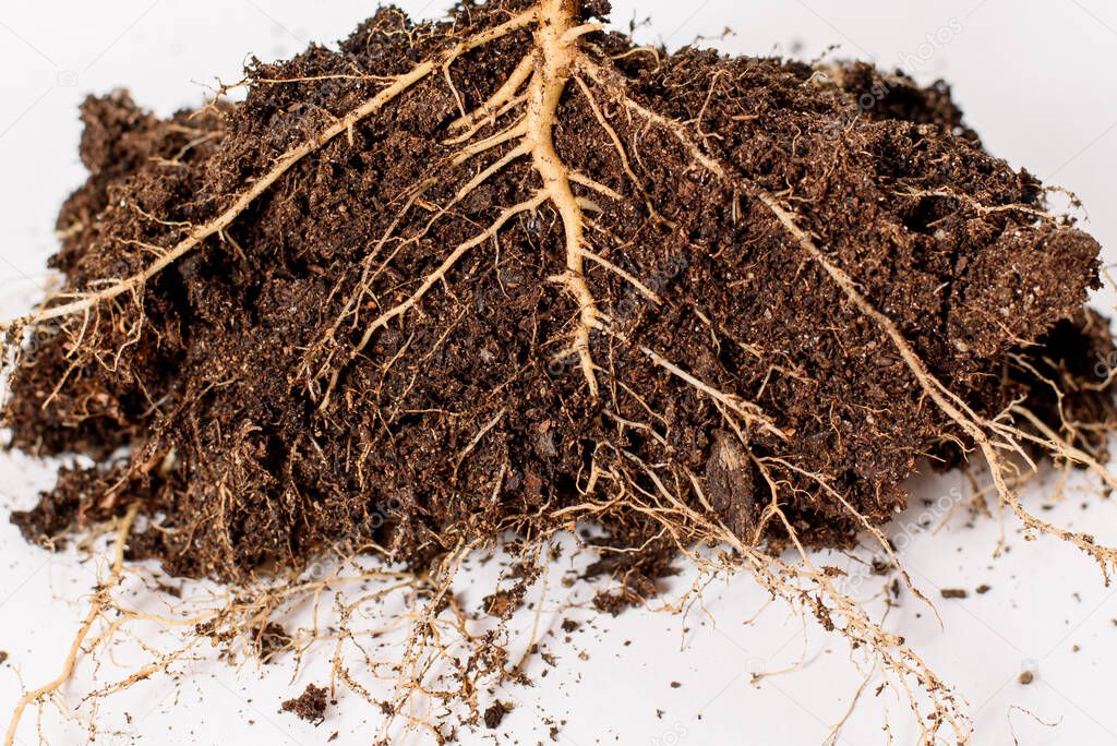 Roots of a plant with soil, isolated on white background.