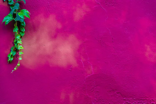 Achtergrond Van Een Roze Muur Met Groene Bladeren Één Hoek — Stockfoto
