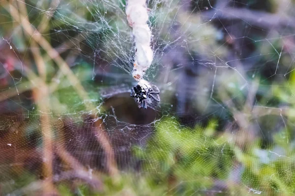 Una Araña Negra Repara Telaraña Dañada —  Fotos de Stock