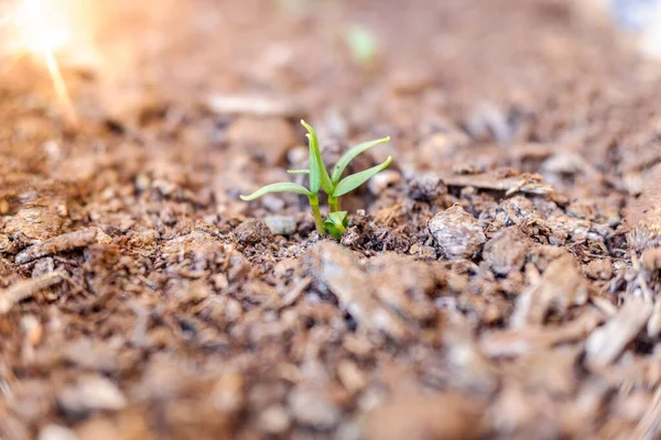 Zielony Kiełek Rośliny Plantacji — Zdjęcie stockowe