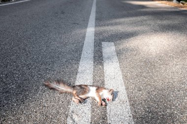 Araba kazası, yolun ortasında kanaması olan bir sincabın hayatına son verir..