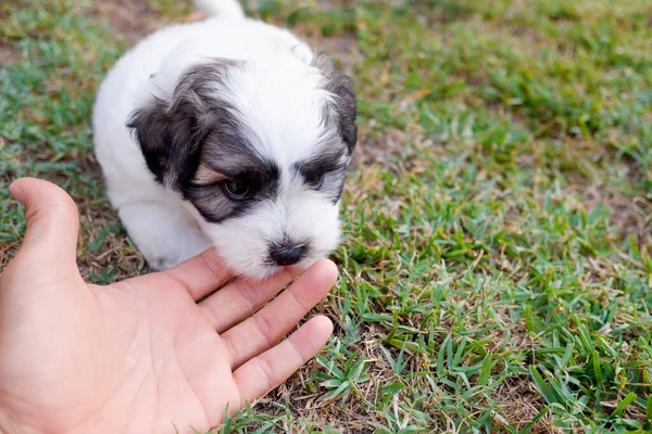 Porträt Eines Bichon Frise Welpen Gemischt Mit American Porträt Eines — Stockfoto